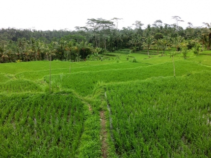 ubud (67)